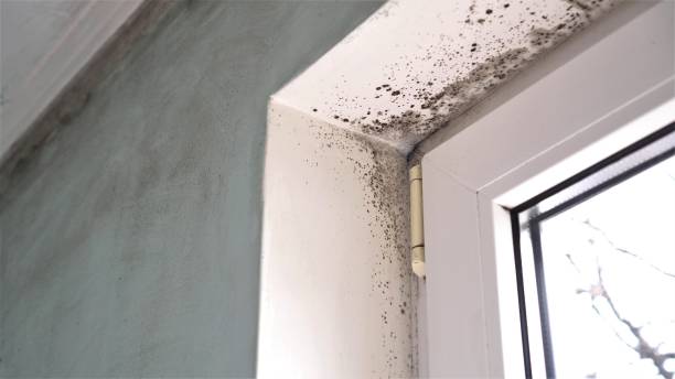 Big River, CA Mold Inspection, Removal & Remediation Company